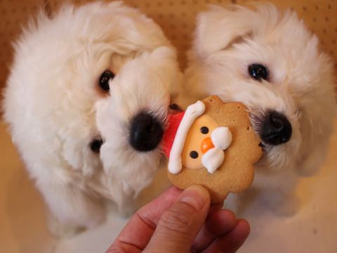 ビションフリーゼ子犬フントヒュッテこいぬ家族募集里親関東_2818.jpg
