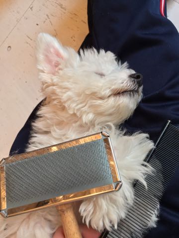 ビションフリーゼ子犬フントヒュッテこいぬ家族募集里親関東_2838.jpg