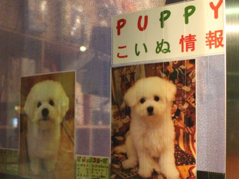 ビションフリーゼ子犬フントヒュッテこいぬ家族募集里親関東_2853.jpg