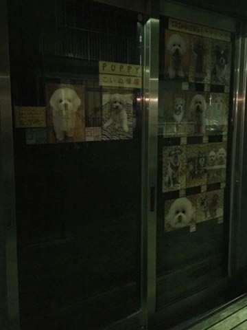 ビションフリーゼ子犬フントヒュッテこいぬ家族募集里親関東_2856.jpg