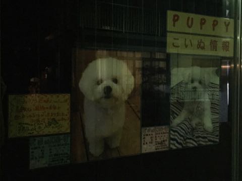 ビションフリーゼ子犬フントヒュッテこいぬ家族募集里親関東_2857.jpg
