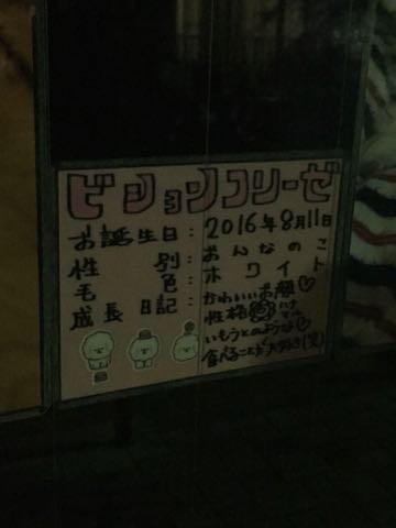 ビションフリーゼ子犬フントヒュッテこいぬ家族募集里親関東_2859.jpg
