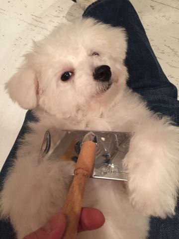 ビションフリーゼ子犬フントヒュッテこいぬ家族募集里親関東_2861.jpg