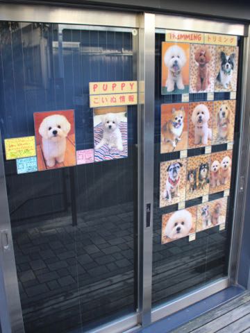 ビションフリーゼ子犬フントヒュッテこいぬ家族募集里親関東_2864.jpg