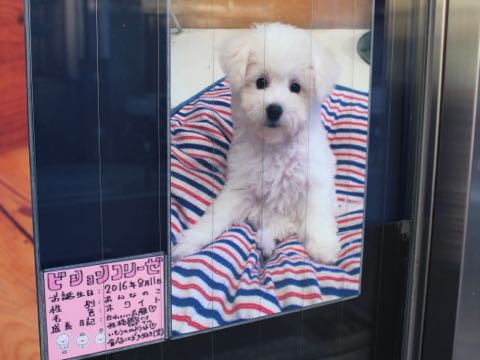 ビションフリーゼ子犬フントヒュッテこいぬ家族募集里親関東_2866.jpg