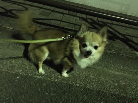 チワワトリミング文京区フントヒュッテチワワサマーカット画像ペットホテル東京ドッグホテル様子おさんぽ犬ホテル料金hundehutte駒込_37.jpg