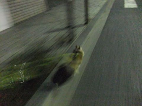 チワワトリミング文京区フントヒュッテチワワサマーカット画像ペットホテル東京ドッグホテル様子おさんぽ犬ホテル料金hundehutte駒込_39.jpg