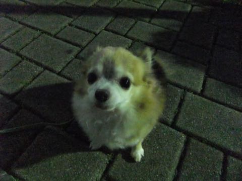 チワワトリミング文京区フントヒュッテチワワサマーカット画像ペットホテル東京ドッグホテル様子おさんぽ犬ホテル料金hundehutte駒込_40.jpg
