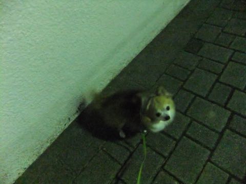 チワワトリミング文京区フントヒュッテチワワサマーカット画像ペットホテル東京ドッグホテル様子おさんぽ犬ホテル料金hundehutte駒込_41.jpg