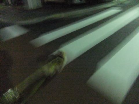 チワワトリミング文京区フントヒュッテチワワサマーカット画像ペットホテル東京ドッグホテル様子おさんぽ犬ホテル料金hundehutte駒込_42.jpg