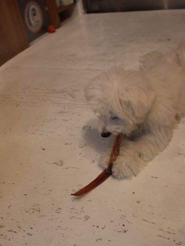 ビションフリーゼ子犬フントヒュッテこいぬ家族募集里親関東_2867.jpg