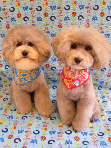 トイプードルトリミング都内フントヒュッテ駒込トイプーカット画像文京区犬歯磨き歯垢歯石除去ゼオライトデンタルケア東京ペットホテル犬ハーブパック効果_9.jpg