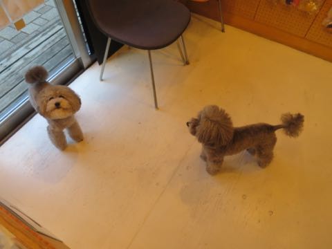 トイプードルトリミング都内フントヒュッテ駒込トイプーカット画像文京区犬歯磨き歯垢歯石除去ゼオライトデンタルケア東京ペットホテル犬ハーブパック効果_10.jpg