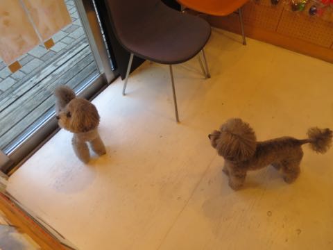 トイプードルトリミング都内フントヒュッテ駒込トイプーカット画像文京区犬歯磨き歯垢歯石除去ゼオライトデンタルケア東京ペットホテル犬ハーブパック効果_11.jpg