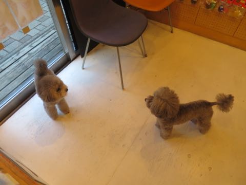 トイプードルトリミング都内フントヒュッテ駒込トイプーカット画像文京区犬歯磨き歯垢歯石除去ゼオライトデンタルケア東京ペットホテル犬ハーブパック効果_13.jpg