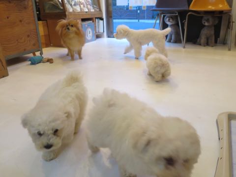 トイプードルトリミング都内フントヒュッテ駒込トイプーカット画像文京区犬歯磨き歯垢歯石除去ゼオライトデンタルケア東京ペットホテル犬ハーブパック効果_16.jpg