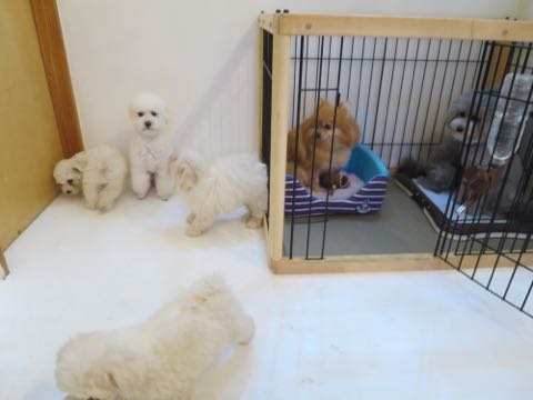 トイプードルトリミング都内フントヒュッテ駒込トイプーカット画像文京区犬歯磨き歯垢歯石除去ゼオライトデンタルケア東京ペットホテル犬ハーブパック効果_18.jpg