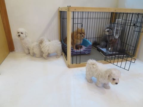 トイプードルトリミング都内フントヒュッテ駒込トイプーカット画像文京区犬歯磨き歯垢歯石除去ゼオライトデンタルケア東京ペットホテル犬ハーブパック効果_19.jpg