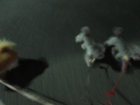 トイプードルトリミング都内フントヒュッテ駒込トイプーカット画像文京区犬歯磨き歯垢歯石除去ゼオライトデンタルケア東京ペットホテル犬ハーブパック効果_21.jpg
