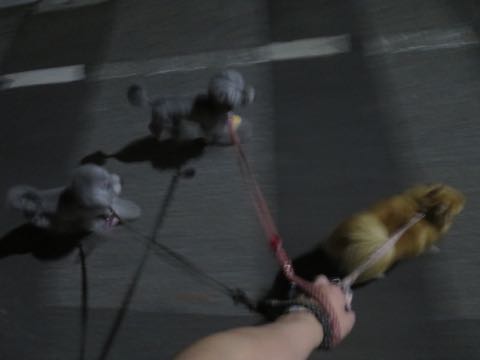 トイプードルトリミング都内フントヒュッテ駒込トイプーカット画像文京区犬歯磨き歯垢歯石除去ゼオライトデンタルケア東京ペットホテル犬ハーブパック効果_22.jpg