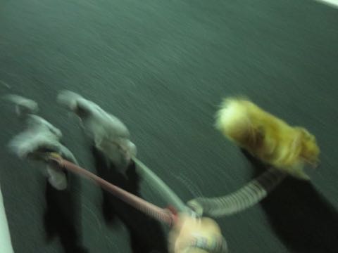 トイプードルトリミング都内フントヒュッテ駒込トイプーカット画像文京区犬歯磨き歯垢歯石除去ゼオライトデンタルケア東京ペットホテル犬ハーブパック効果_27.jpg