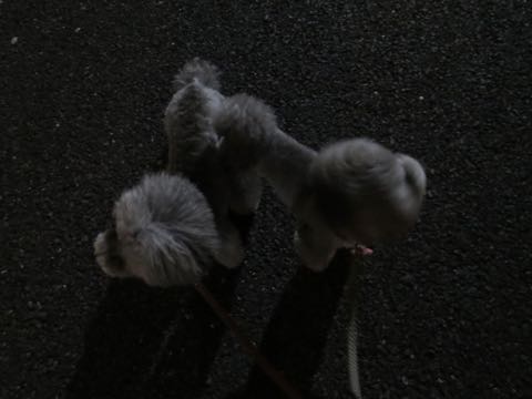 トイプードルトリミング都内フントヒュッテ駒込トイプーカット画像文京区犬歯磨き歯垢歯石除去ゼオライトデンタルケア東京ペットホテル犬ハーブパック効果_28.jpg