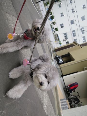 トイプードルトリミング都内フントヒュッテ駒込トイプーカット画像文京区犬歯磨き歯垢歯石除去ゼオライトデンタルケア東京ペットホテル犬ハーブパック効果_33.jpg