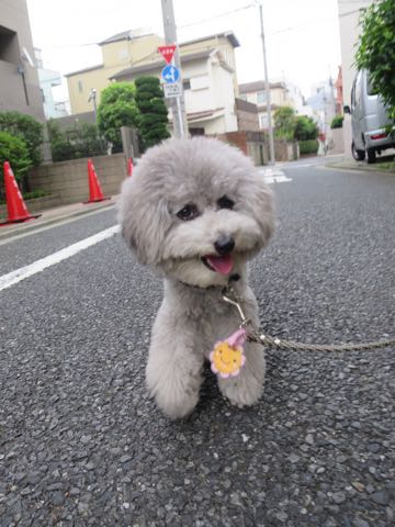 トイプードルトリミング都内フントヒュッテ駒込トイプーカット画像文京区犬歯磨き歯垢歯石除去ゼオライトデンタルケア東京ペットホテル犬ハーブパック効果_34.jpg