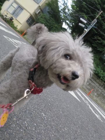 トイプードルトリミング都内フントヒュッテ駒込トイプーカット画像文京区犬歯磨き歯垢歯石除去ゼオライトデンタルケア東京ペットホテル犬ハーブパック効果_35.jpg