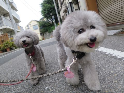 トイプードルトリミング都内フントヒュッテ駒込トイプーカット画像文京区犬歯磨き歯垢歯石除去ゼオライトデンタルケア東京ペットホテル犬ハーブパック効果_36.jpg