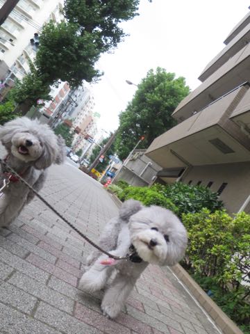 トイプードルトリミング都内フントヒュッテ駒込トイプーカット画像文京区犬歯磨き歯垢歯石除去ゼオライトデンタルケア東京ペットホテル犬ハーブパック効果_38.jpg