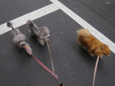 トイプードルトリミング都内フントヒュッテ駒込トイプーカット画像文京区犬歯磨き歯垢歯石除去ゼオライトデンタルケア東京ペットホテル犬ハーブパック効果_39.jpg