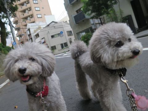 トイプードルトリミング都内フントヒュッテ駒込トイプーカット画像文京区犬歯磨き歯垢歯石除去ゼオライトデンタルケア東京ペットホテル犬ハーブパック効果_41.jpg