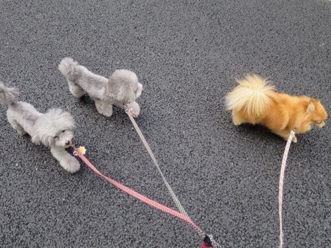トイプードルトリミング都内フントヒュッテ駒込トイプーカット画像文京区犬歯磨き歯垢歯石除去ゼオライトデンタルケア東京ペットホテル犬ハーブパック効果_42.jpg