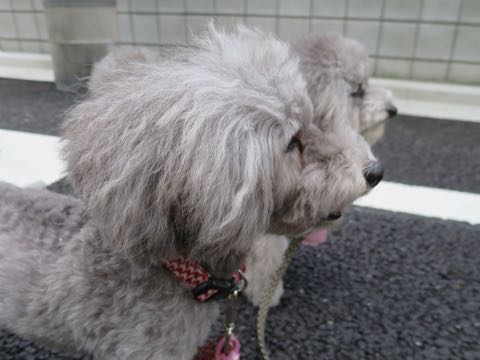 トイプードルトリミング都内フントヒュッテ駒込トイプーカット画像文京区犬歯磨き歯垢歯石除去ゼオライトデンタルケア東京ペットホテル犬ハーブパック効果_45.jpg