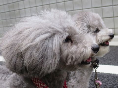トイプードルトリミング都内フントヒュッテ駒込トイプーカット画像文京区犬歯磨き歯垢歯石除去ゼオライトデンタルケア東京ペットホテル犬ハーブパック効果_46.jpg