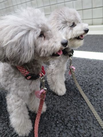 トイプードルトリミング都内フントヒュッテ駒込トイプーカット画像文京区犬歯磨き歯垢歯石除去ゼオライトデンタルケア東京ペットホテル犬ハーブパック効果_47.jpg