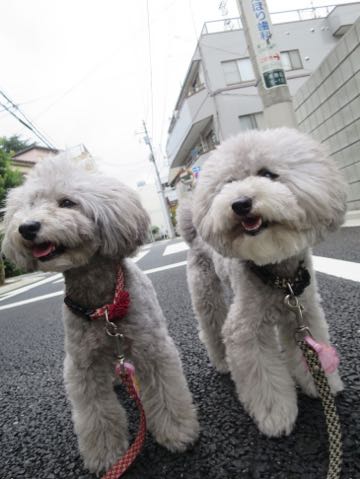 トイプードルトリミング都内フントヒュッテ駒込トイプーカット画像文京区犬歯磨き歯垢歯石除去ゼオライトデンタルケア東京ペットホテル犬ハーブパック効果_48.jpg