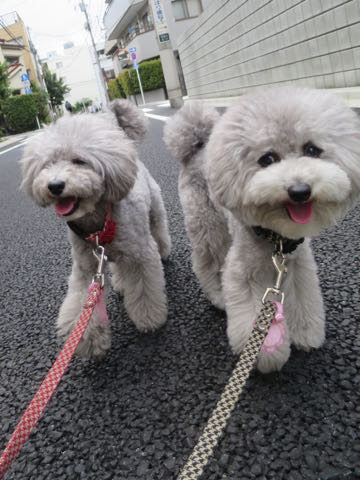 トイプードルトリミング都内フントヒュッテ駒込トイプーカット画像文京区犬歯磨き歯垢歯石除去ゼオライトデンタルケア東京ペットホテル犬ハーブパック効果_49.jpg