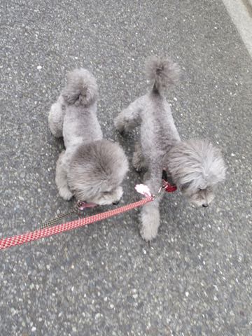 トイプードルトリミング都内フントヒュッテ駒込トイプーカット画像文京区犬歯磨き歯垢歯石除去ゼオライトデンタルケア東京ペットホテル犬ハーブパック効果_52.jpg