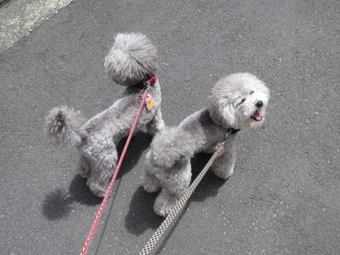 トイプードルトリミング都内フントヒュッテ駒込トイプーカット画像文京区犬歯磨き歯垢歯石除去ゼオライトデンタルケア東京ペットホテル犬ハーブパック効果_54.jpg