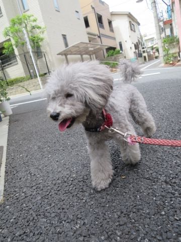 トイプードルトリミング都内フントヒュッテ駒込トイプーカット画像文京区犬歯磨き歯垢歯石除去ゼオライトデンタルケア東京ペットホテル犬ハーブパック効果_55.jpg