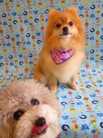 トイプードルトリミング都内フントヒュッテ駒込トイプーカット画像文京区犬歯磨き歯垢歯石除去ゼオライトデンタルケア東京ペットホテル犬ハーブパック効果_56.jpg