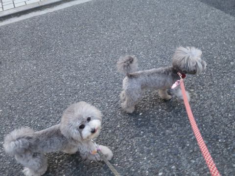 トイプードルトリミング都内フントヒュッテ駒込トイプーカット画像文京区犬歯磨き歯垢歯石除去ゼオライトデンタルケア東京ペットホテル犬ハーブパック効果_59.jpg