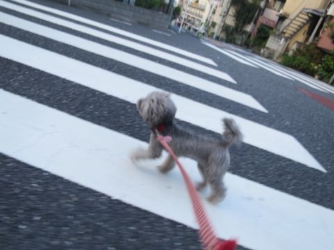 トイプードルトリミング都内フントヒュッテ駒込トイプーカット画像文京区犬歯磨き歯垢歯石除去ゼオライトデンタルケア東京ペットホテル犬ハーブパック効果_60.jpg