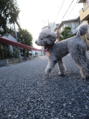 トイプードルトリミング都内フントヒュッテ駒込トイプーカット画像文京区犬歯磨き歯垢歯石除去ゼオライトデンタルケア東京ペットホテル犬ハーブパック効果_61.jpg