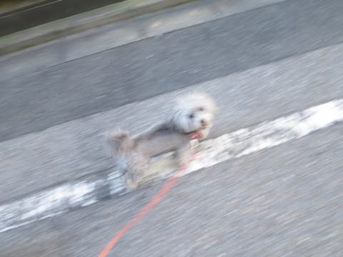 トイプードルトリミング都内フントヒュッテ駒込トイプーカット画像文京区犬歯磨き歯垢歯石除去ゼオライトデンタルケア東京ペットホテル犬ハーブパック効果_63.jpg