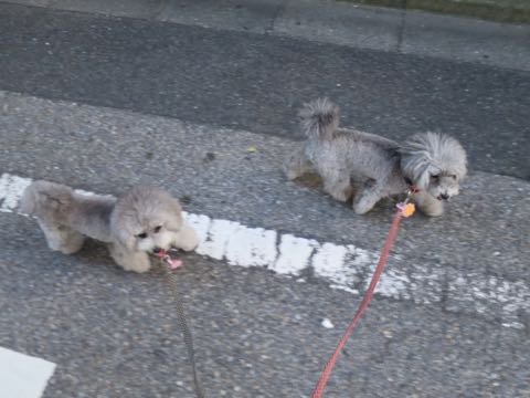 トイプードルトリミング都内フントヒュッテ駒込トイプーカット画像文京区犬歯磨き歯垢歯石除去ゼオライトデンタルケア東京ペットホテル犬ハーブパック効果_64.jpg