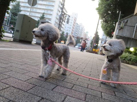 トイプードルトリミング都内フントヒュッテ駒込トイプーカット画像文京区犬歯磨き歯垢歯石除去ゼオライトデンタルケア東京ペットホテル犬ハーブパック効果_65.jpg