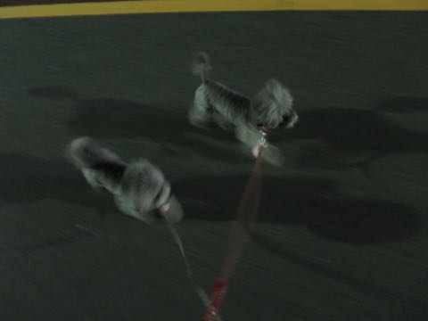 トイプードルトリミング都内フントヒュッテ駒込トイプーカット画像文京区犬歯磨き歯垢歯石除去ゼオライトデンタルケア東京ペットホテル犬ハーブパック効果_68.jpg